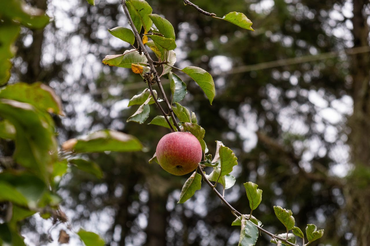 A single red apple hanging on a branch, surrounded by greenery, outdoors.