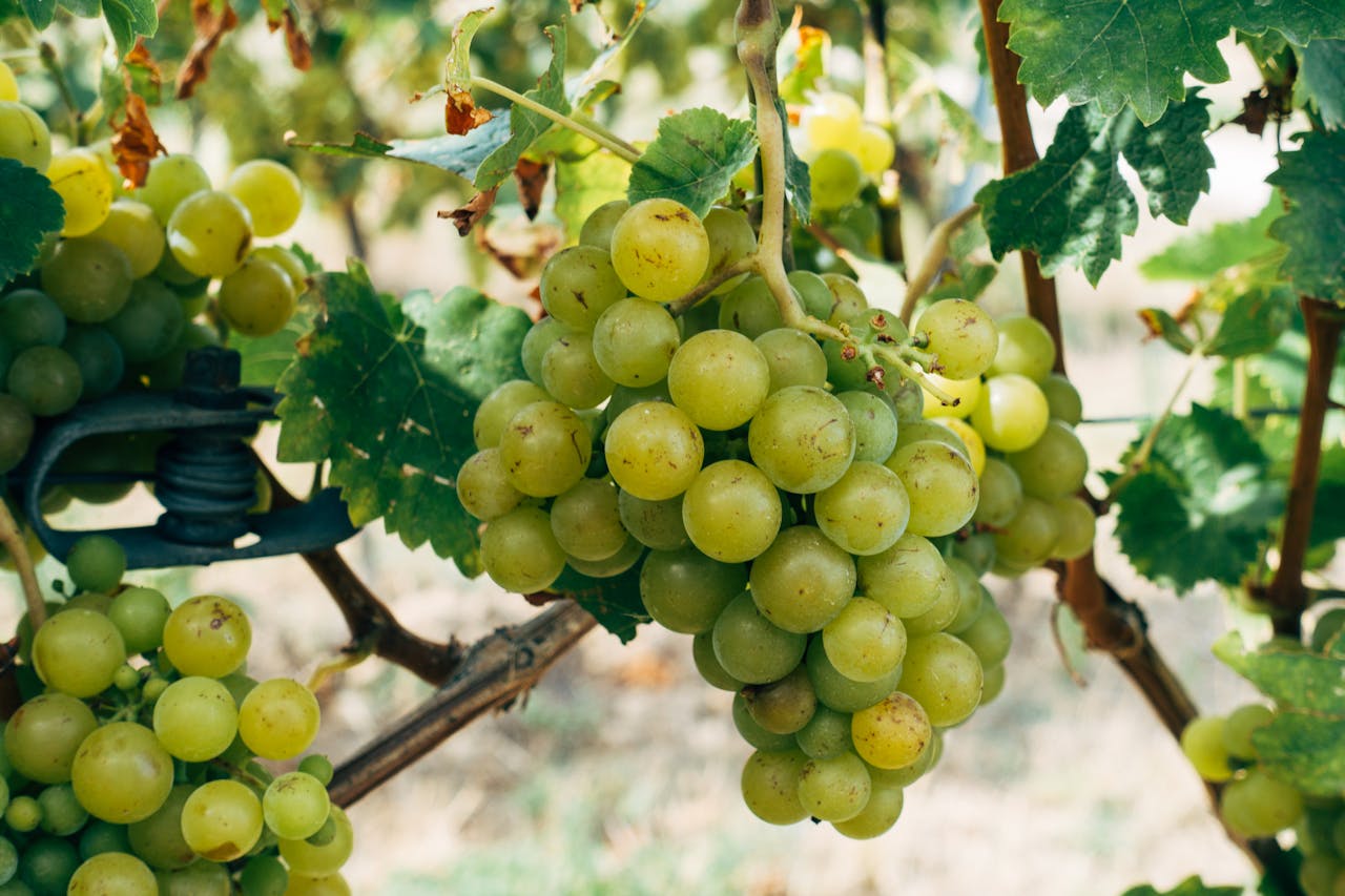 Close-up of ripe green grapes hanging from the vine ready for harvest.