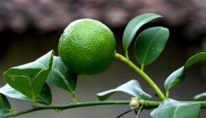Lemon on the branch | green lemon | raw lemon
