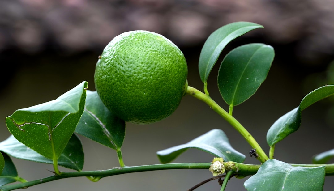 Lemon on the branch | green lemon | raw lemon